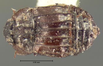 Media type: image;   Entomology 7375 Aspect: habitus dorsal view